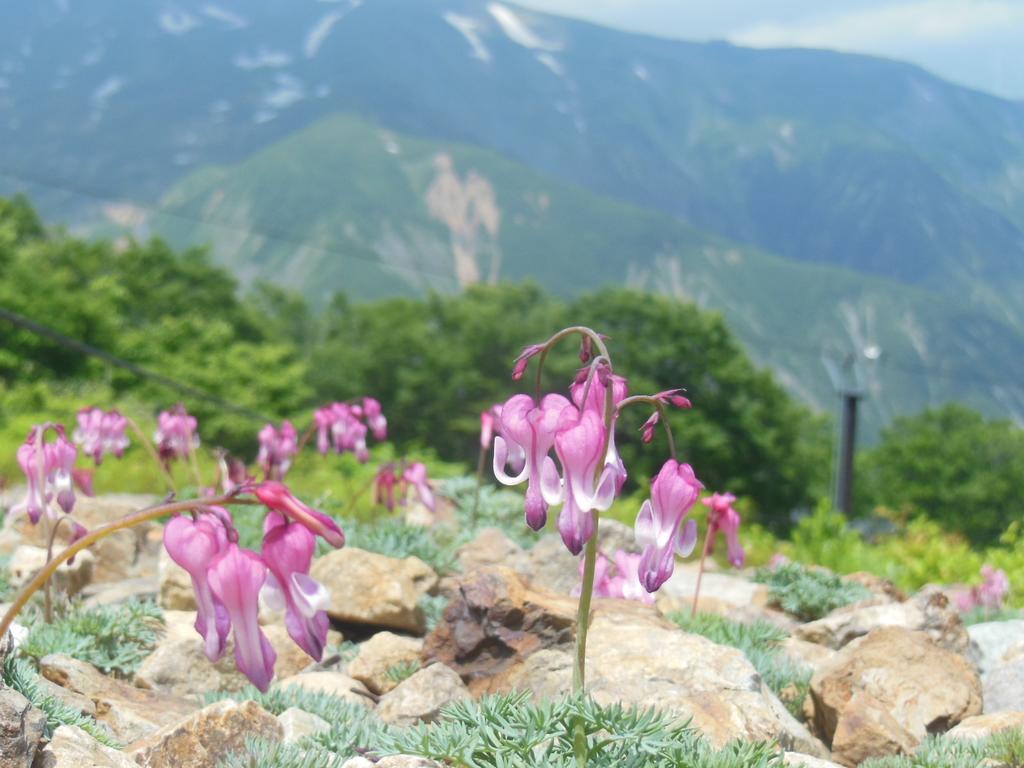 Pension Ciel Hakuba Buitenkant foto