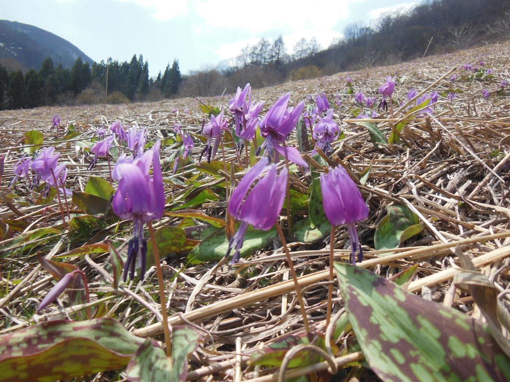 Pension Ciel Hakuba Buitenkant foto
